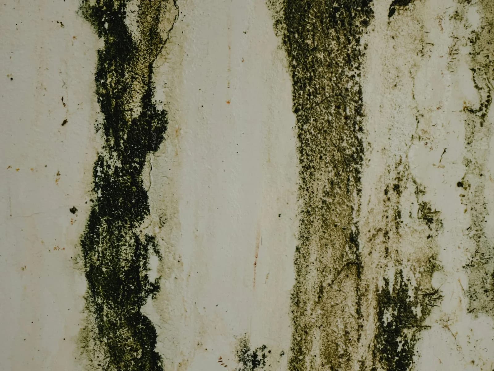 Schwarzer Schimmelbefall an einer Zimmerwand